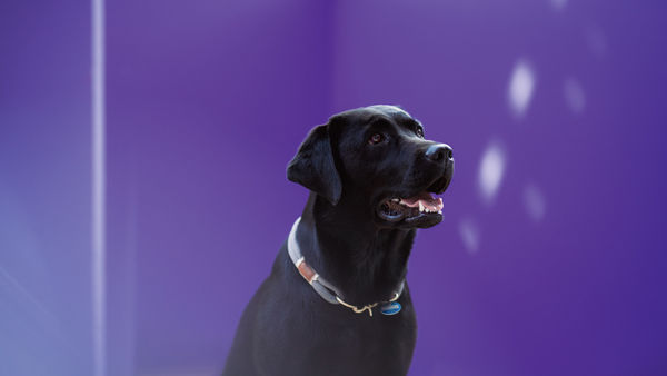 Hund als Teaserbild für den Bereich Daten und Fakten